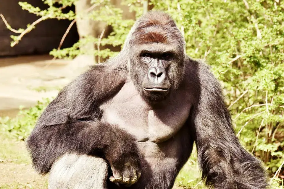 Harambe